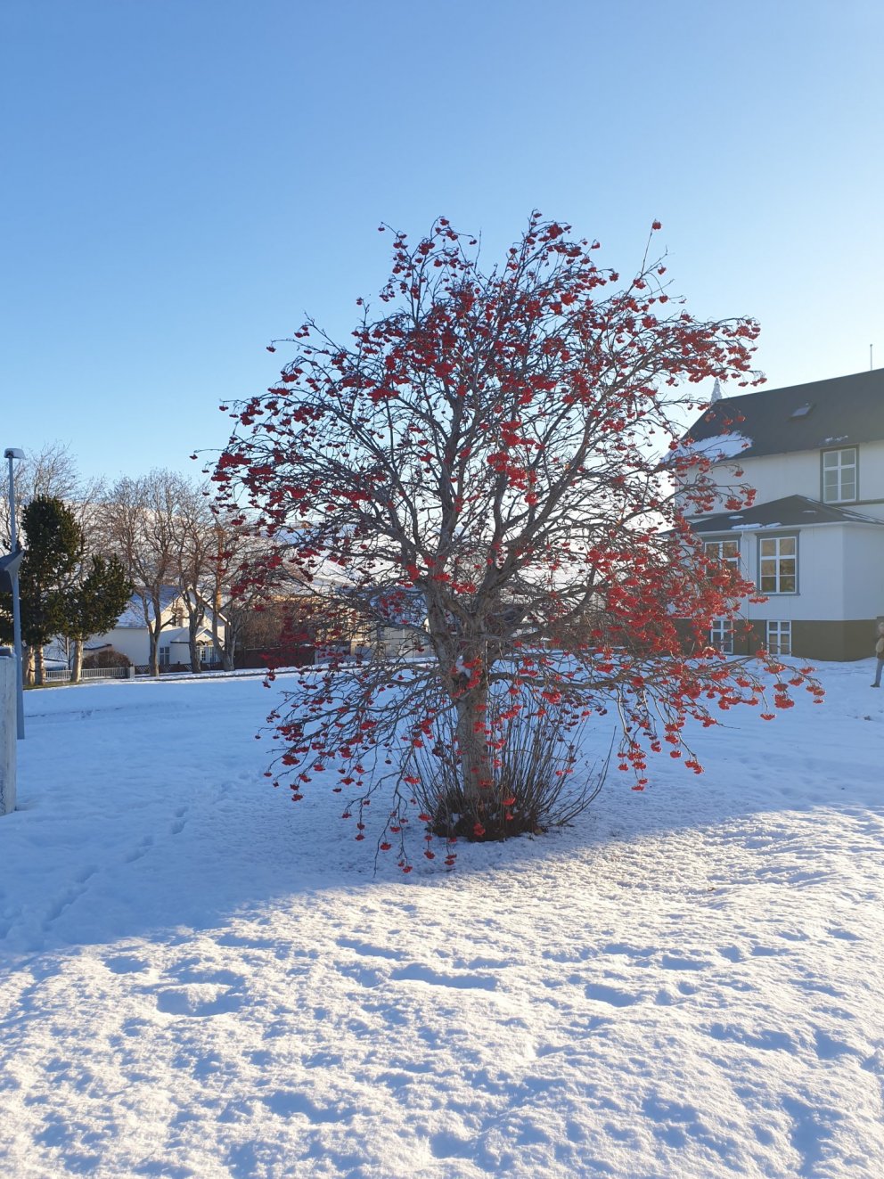 Árshátíð frestað