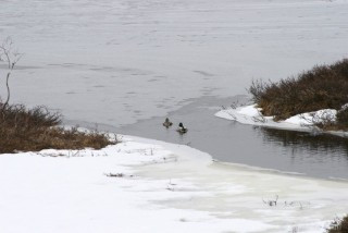 Þær hafa kynnst hlýrra sumri