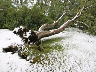 Birkitréð fallið í septemberáhlaupinu