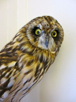 Ein fjölmargra í safni skólans