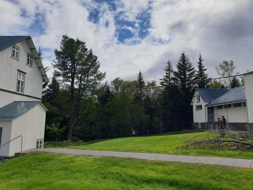 Þetta hávaxna lerkitré var fellt í vikunni