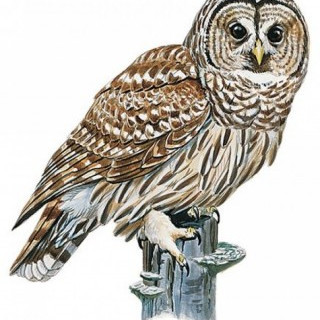 Mynd af erlendum skólavef