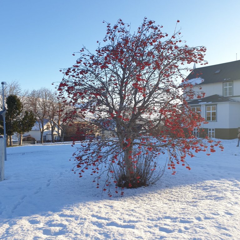 Árshátíð frestað