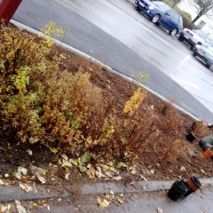 Árangur 1. bekkur D