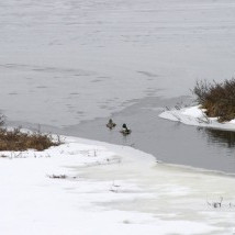 Þær hafa kynnst hlýrra sumri