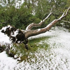 Birkitréð fallið í septemberáhlaupinu