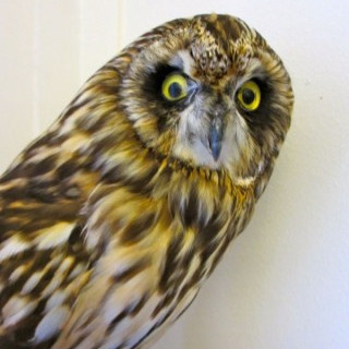 Ein fjölmargra í safni skólans