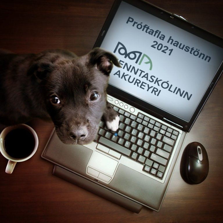 Próftafla haustannar er aðgengileg á heimasíðu MA