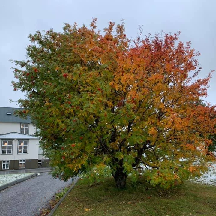 Skólastarf frá og með 6. október